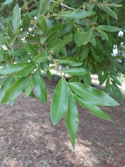 Diospyros mespiliformis