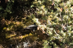 Turdus torquatus amicorum