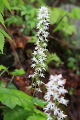 Tiarella