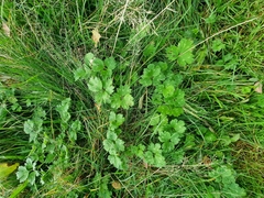 Ranunculus repens