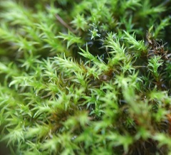 Didymodon