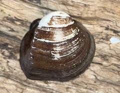 Unionidae