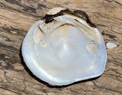 Unionidae