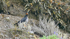 Daptrius carunculatus