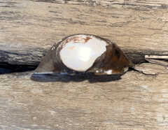 Unionidae