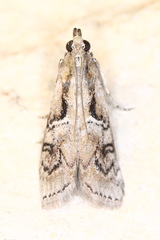 Philocrotona kendalli