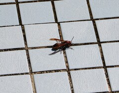 Polistes tenebricosus