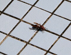 Polistes tenebricosus