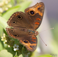 Junonia stemosa