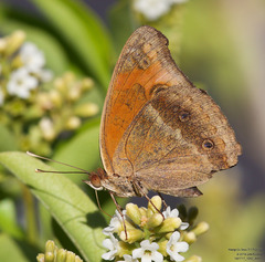 Junonia stemosa
