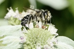 Litomegachile
