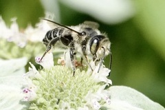 Litomegachile