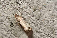 Notocelia culminana