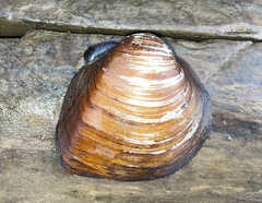 Unionidae