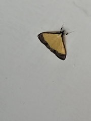 Pseudonoorda nigropunctalis