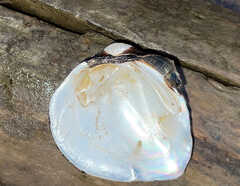 Unionidae