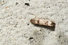 Notocelia culminana
