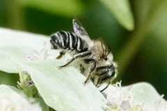 Litomegachile