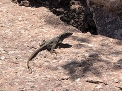 Crotaphytus nebrius