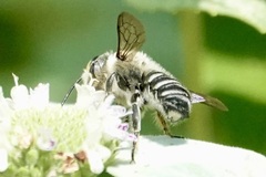 Litomegachile