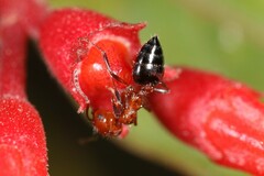 Crematogaster laeviuscula