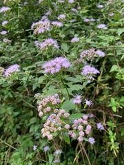 Eupatorieae