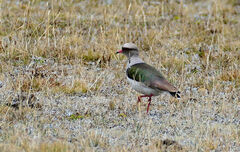 Vanellus resplendens