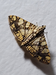 Glyphodes caesalis