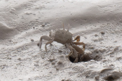 Macrophthalmus