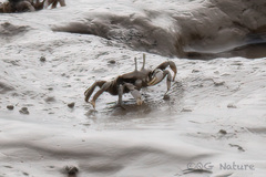 Macrophthalmus