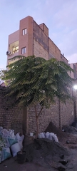 Ailanthus altissima