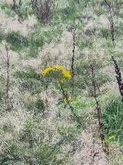 Jacobaea vulgaris