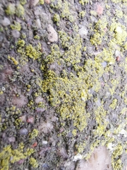 Candelariella efflorescens