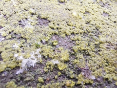 Candelariella efflorescens