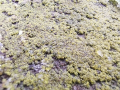 Candelariella efflorescens