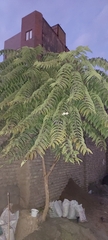 Ailanthus altissima