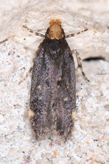 Chionodes hapsus
