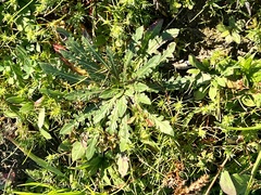 Oenothera laciniata