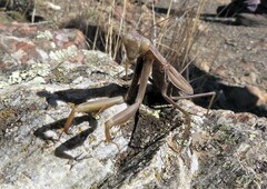 Mantis religiosa religiosa