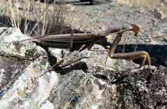 Mantis religiosa religiosa