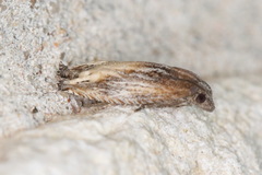 Eucosma rusticana