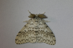 Lymantria brotea