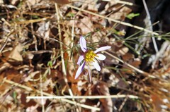 Galatella aragonensis