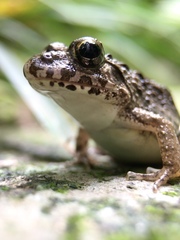 Fejervarya kawamurai