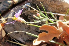 Galatella aragonensis