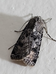 Agrotis segetum