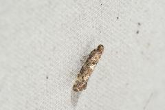 Acrolepiopsis assectella