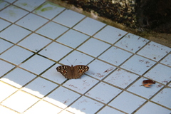 Junonia lemonias aenaria