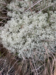 Cladonia stellaris