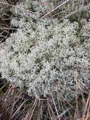 Cladonia stellaris